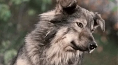 Najlepšie najlepšie filmy o psoch pre celú rodinu